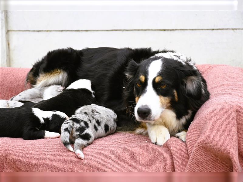 extrem hübsche , bestens sozialisierte Australian Shepherd Welpen aus kontollierter Zucht