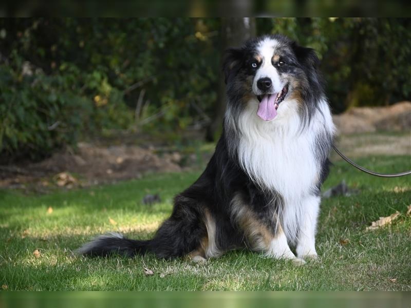 extrem hübsche , bestens sozialisierte Australian Shepherd Welpen aus kontollierter Zucht