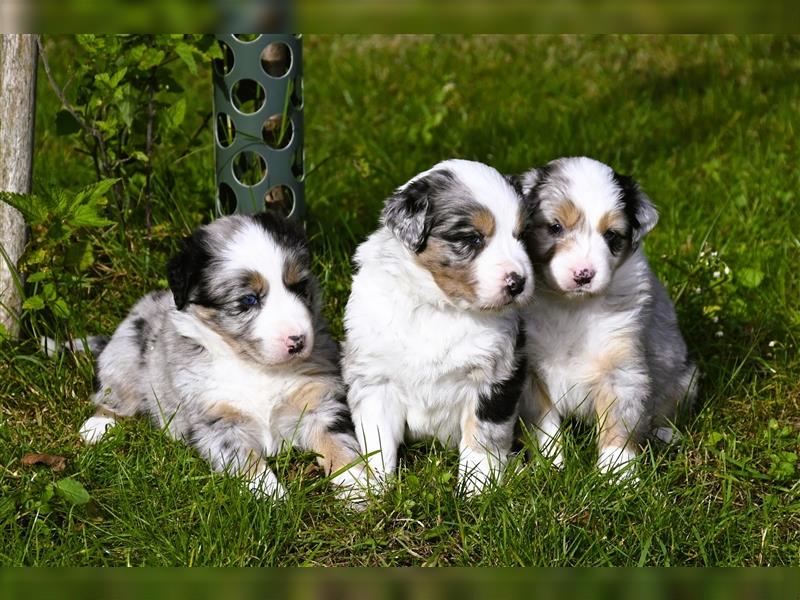 extrem hübsche , bestens sozialisierte Australian Shepherd Welpen aus kontollierter Zucht