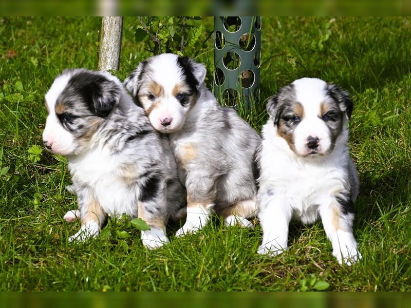 extrem hübsche , bestens sozialisierte Australian Shepherd Welpen aus kontollierter Zucht