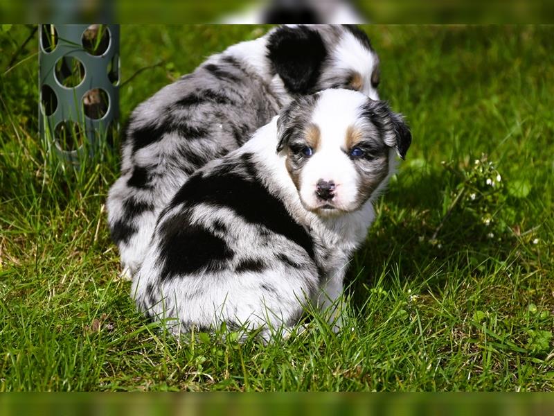 extrem hübsche , bestens sozialisierte Australian Shepherd Welpen aus kontollierter Zucht