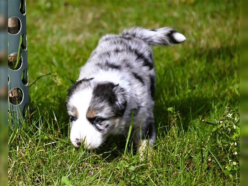 extrem hübsche , bestens sozialisierte Australian Shepherd Welpen aus kontollierter Zucht