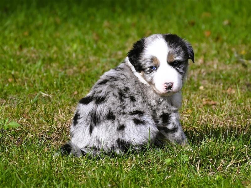 extrem hübsche , bestens sozialisierte Australian Shepherd Welpen aus kontollierter Zucht