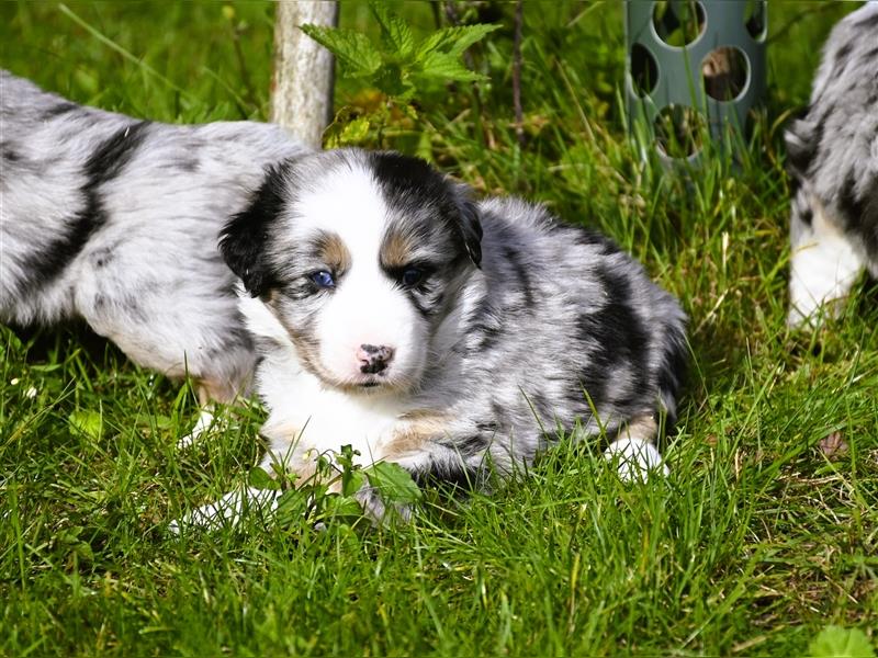 extrem hübsche , bestens sozialisierte Australian Shepherd Welpen aus kontollierter Zucht