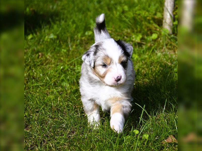 extrem hübsche , bestens sozialisierte Australian Shepherd Welpen aus kontollierter Zucht