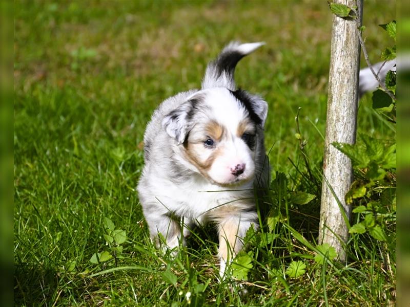 extrem hübsche , bestens sozialisierte Australian Shepherd Welpen aus kontollierter Zucht