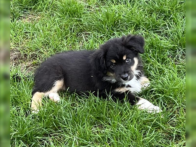 Australian Shepherd Welpe  black tri, ASCA, Chip + EU Pass + Impfung