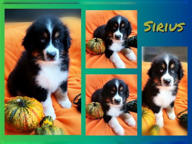 Reinrassige Australian Shepherd Welpen aus einer Spitzenverpaarung mit ASCA Papiere....