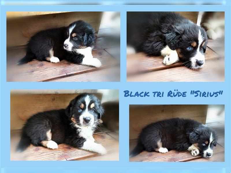 Reinrassige Australian Shepherd Welpen aus einer Spitzenverpaarung mit ASCA Papiere....