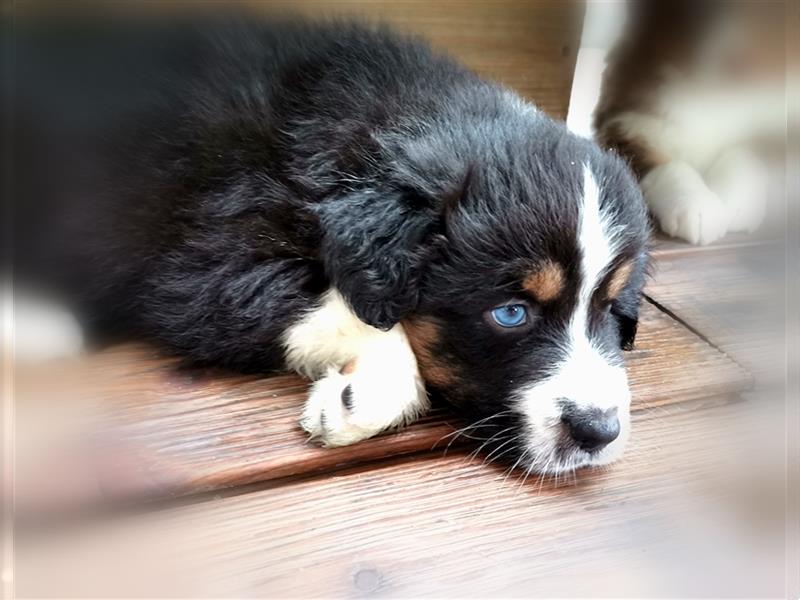 Reinrassige Australian Shepherd Welpen aus einer Spitzenverpaarung mit ASCA Papiere....