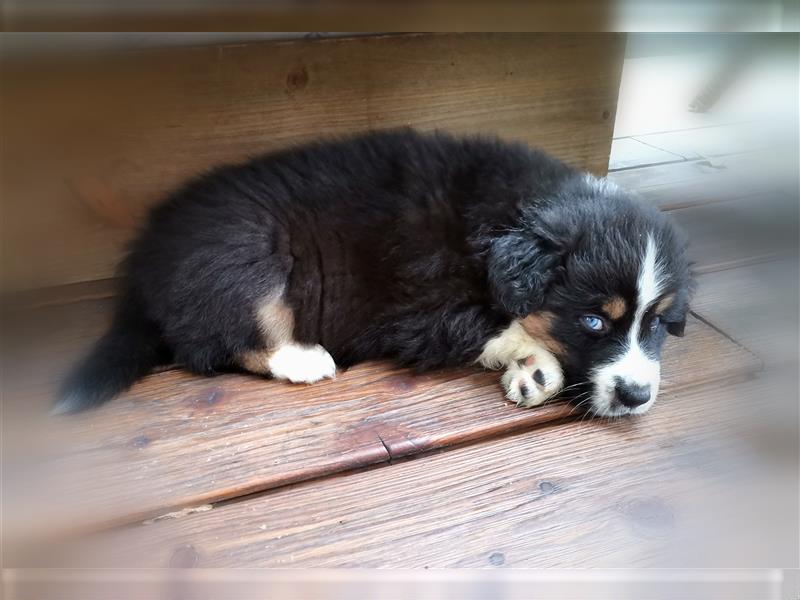 Reinrassige Australian Shepherd Welpen aus einer Spitzenverpaarung mit ASCA Papiere....