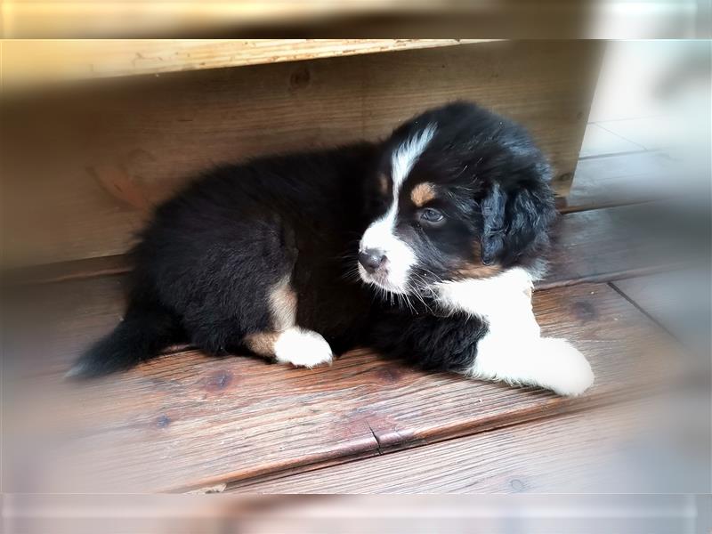 Reinrassige Australian Shepherd Welpen aus einer Spitzenverpaarung mit ASCA Papiere....