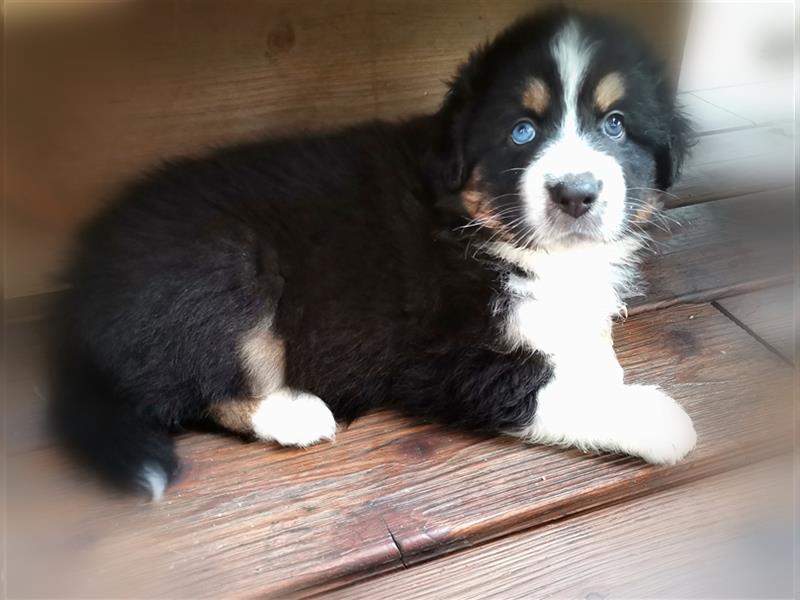 Reinrassige Australian Shepherd Welpen aus einer Spitzenverpaarung mit ASCA Papiere....