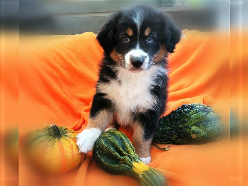 Reinrassige Australian Shepherd Welpen aus einer Spitzenverpaarung mit ASCA Papiere....