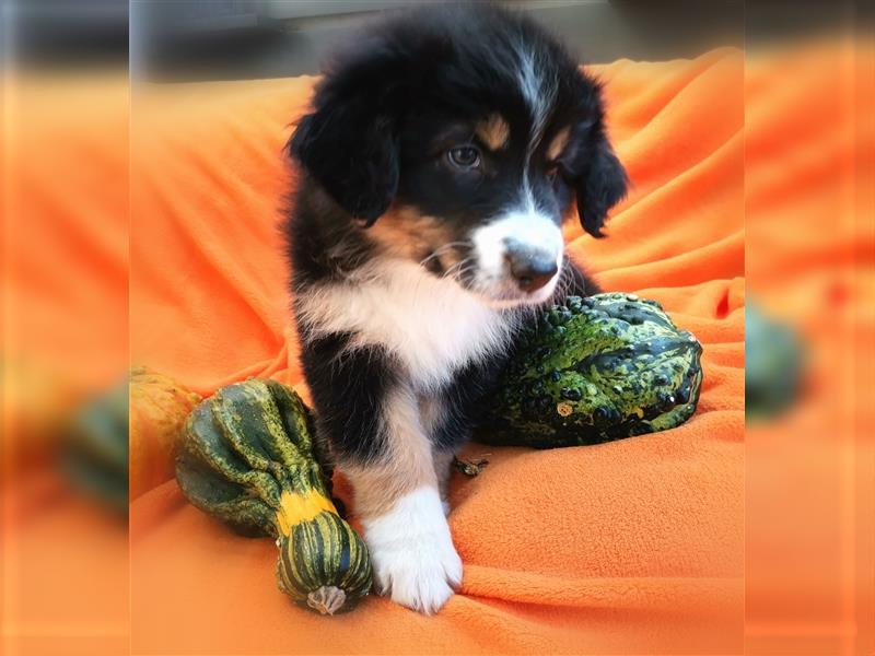 Reinrassige Australian Shepherd Welpen aus einer Spitzenverpaarung mit ASCA Papiere....