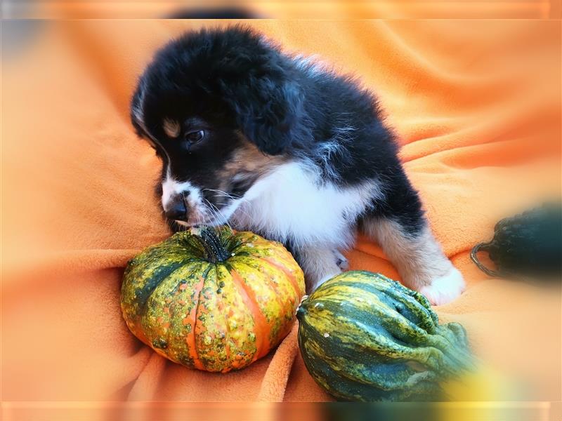 Reinrassige Australian Shepherd Welpen aus einer Spitzenverpaarung mit ASCA Papiere....