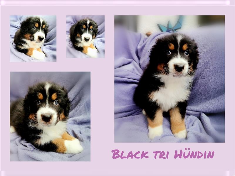 Reinrassige Australian Shepherd Welpen aus einer Spitzenverpaarung mit ASCA Papiere....