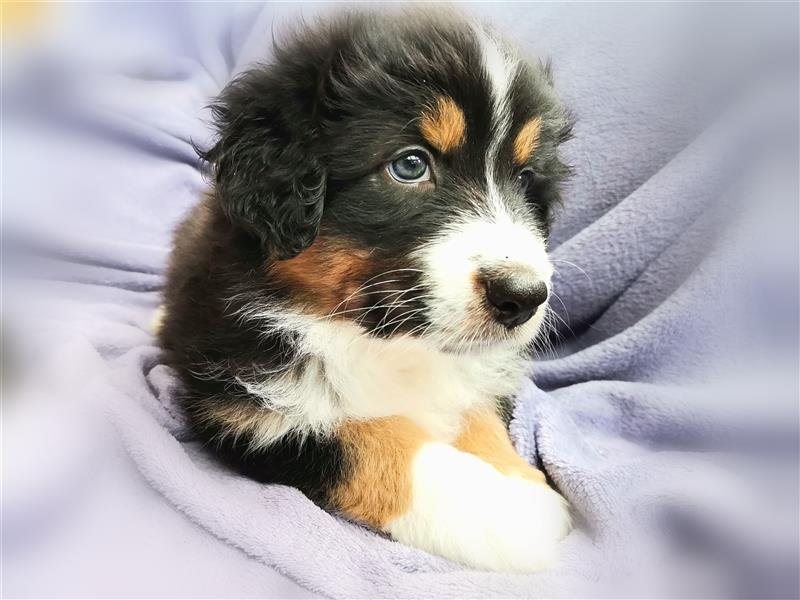 Reinrassige Australian Shepherd Welpen aus einer Spitzenverpaarung mit ASCA Papiere....