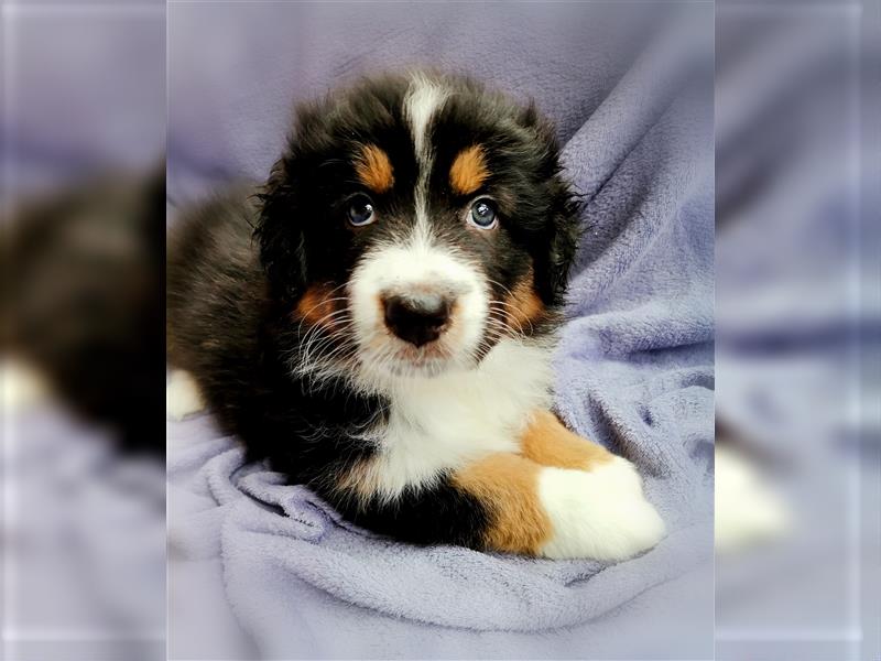 Reinrassige Australian Shepherd Welpen aus einer Spitzenverpaarung mit ASCA Papiere....