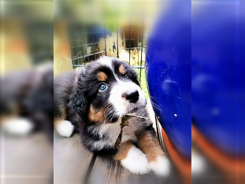 Reinrassige Australian Shepherd Welpen aus einer Spitzenverpaarung mit ASCA Papiere....