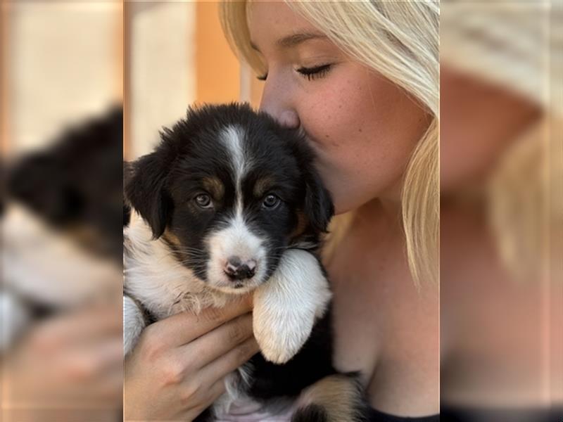 Australian Shepherd Hündin