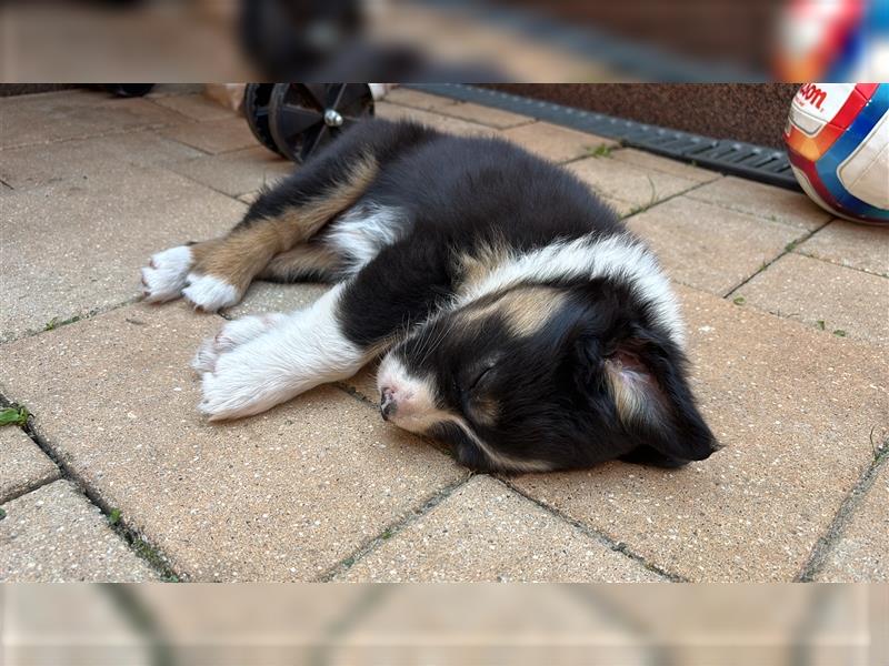 Australian Shepherd Hündin