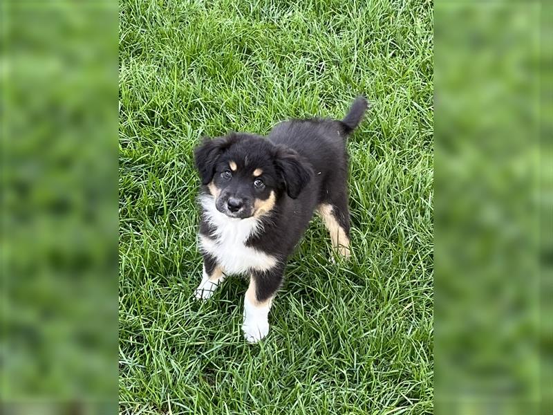 Australian Shepherd Welpe  black tri, ASCA, Chip + EU Pass + Impfung