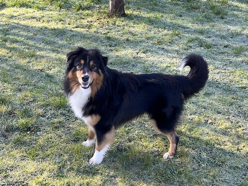 Australian Shepherd Welpe  black tri, ASCA, Chip + EU Pass + Impfung