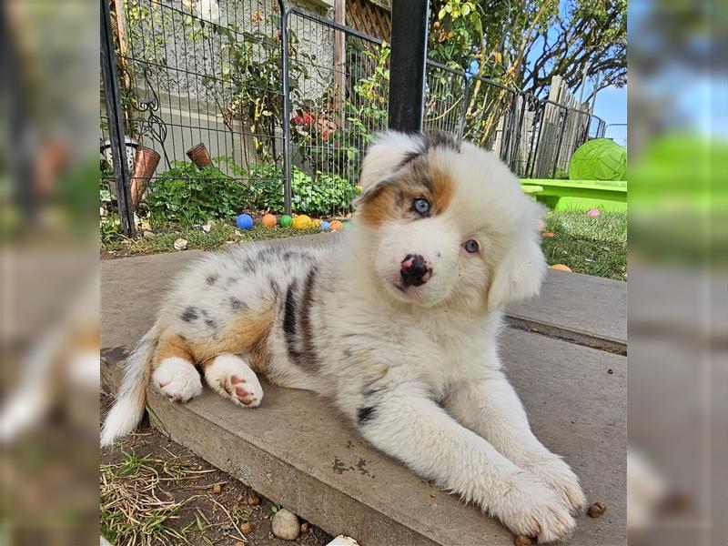 Australian Shepherd  welpen Showlinie  Mdr1++ genetisch frei von Erbkrankheiten