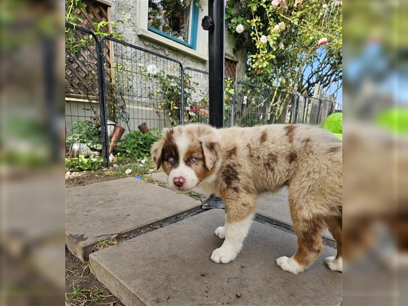 Australian Shepherd  welpen Showlinie  Mdr1++ genetisch frei von Erbkrankheiten