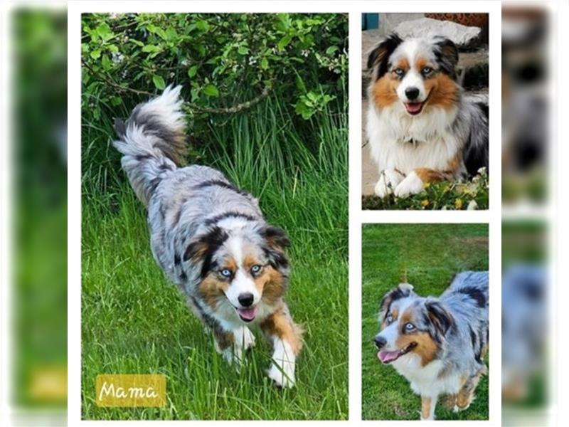 Australian Shepherd  welpen Showlinie  Mdr1++ genetisch frei von Erbkrankheiten