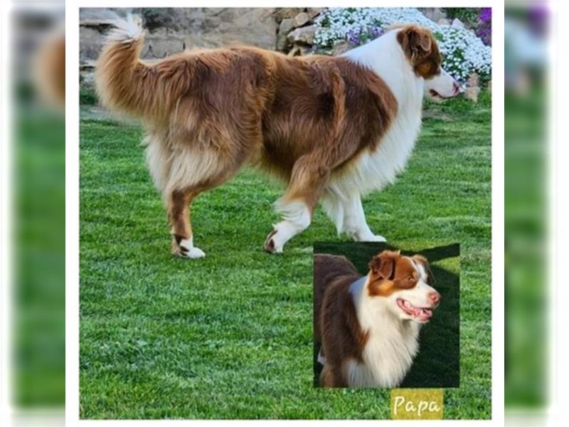 Australian Shepherd  welpen Showlinie  Mdr1++ genetisch frei von Erbkrankheiten