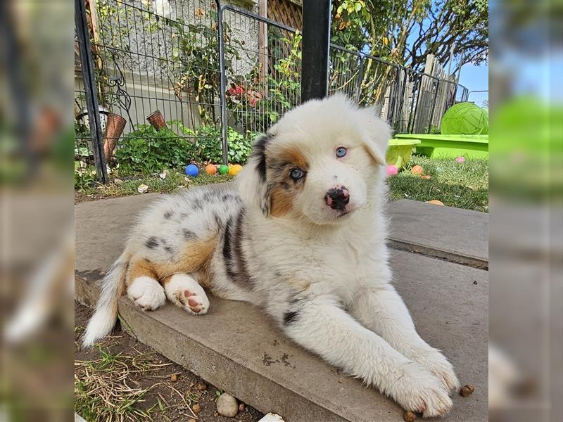 Australian Shepherd  welpen Showlinie  Mdr1++ genetisch frei von Erbkrankheiten