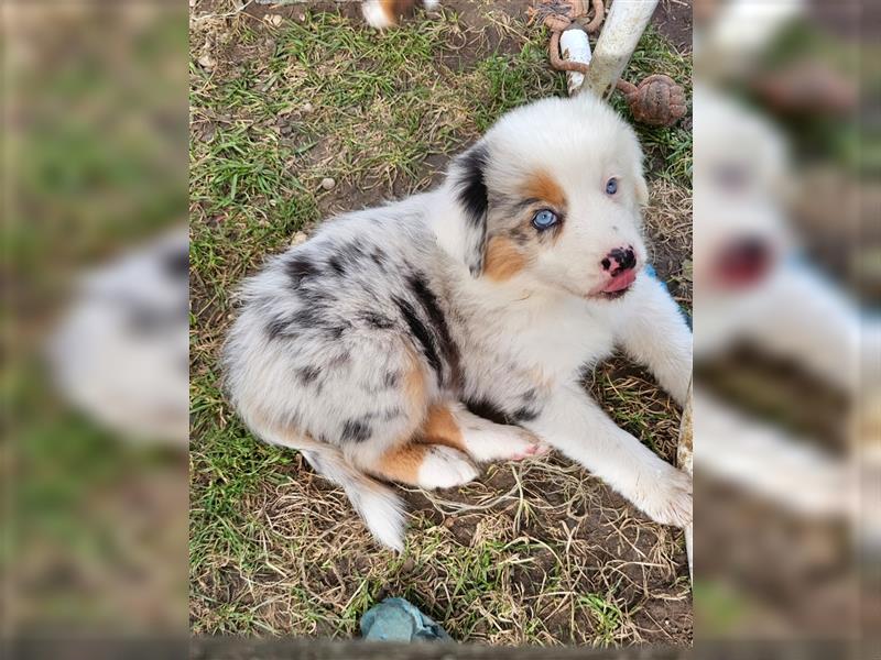 Australian Shepherd  welpen Showlinie  Mdr1++ genetisch frei von Erbkrankheiten