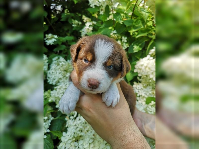 Reinrassige Australian Shepherd Welpen mit Ahnentafel