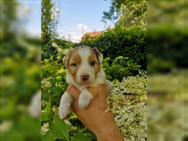 Reinrassige Australian Shepherd Welpen mit Ahnentafel