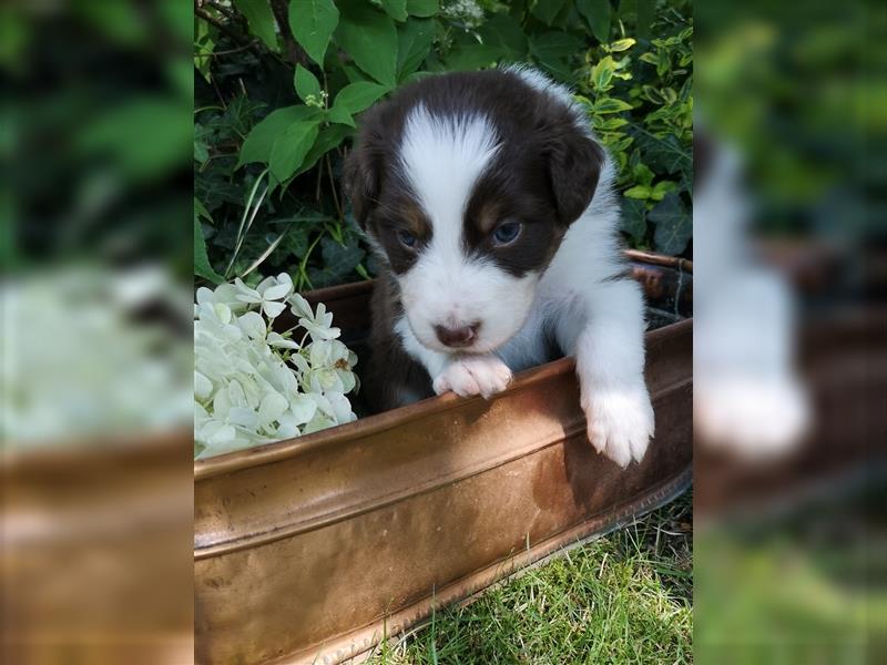 Reinrassige Australian Shepherd Welpen mit Ahnentafel