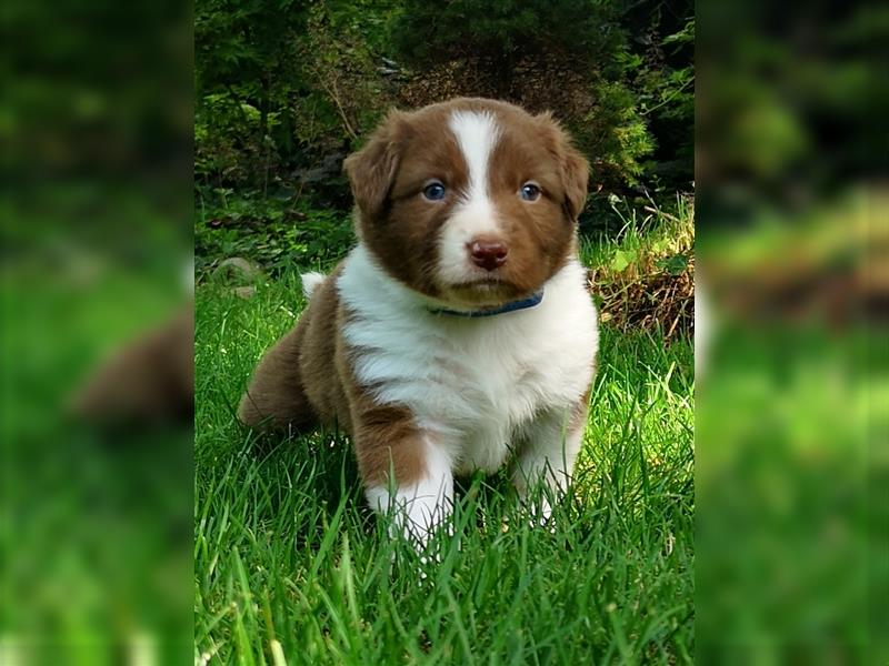 Reinrassige Australian Shepherd Welpen mit Ahnentafel