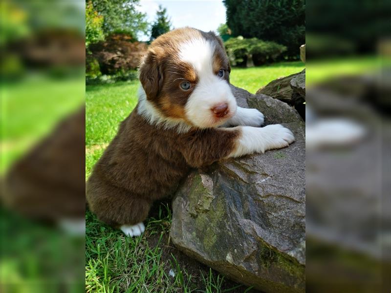 Reinrassige Australian Shepherd Welpen mit Ahnentafel