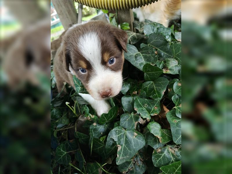 Reinrassige Australian Shepherd Welpen mit Ahnentafel