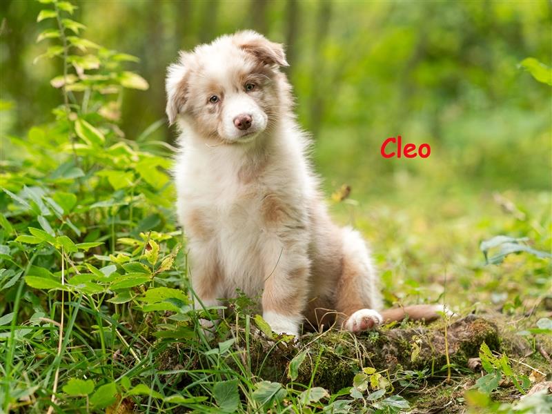 Zuckersüße Australian Shepherd Welpen