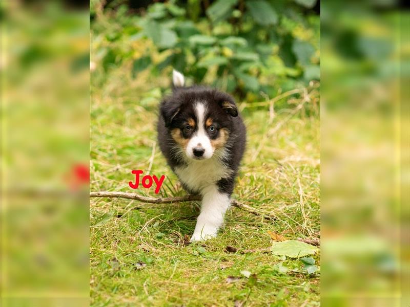 Zuckersüße Australian Shepherd Welpen