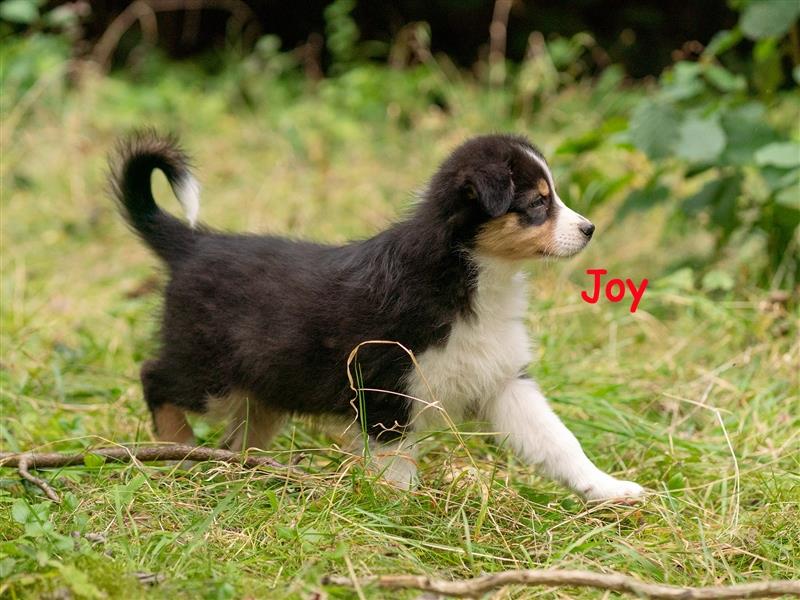 Zuckersüße Australian Shepherd Welpen