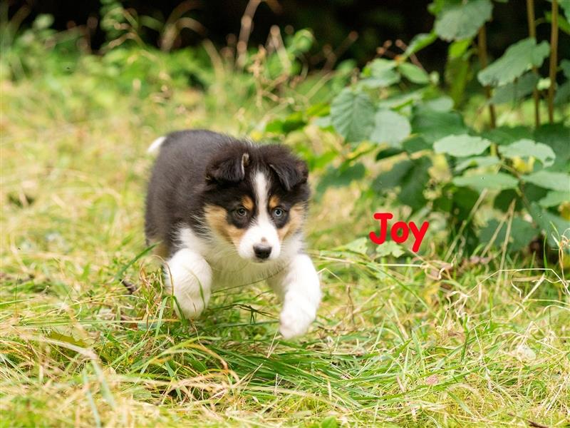 Zuckersüße Australian Shepherd Welpen