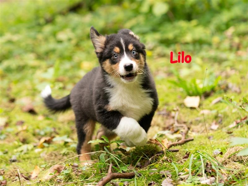 Zuckersüße Australian Shepherd Welpen