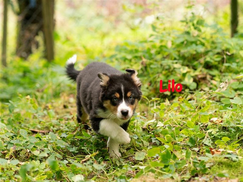 Zuckersüße Australian Shepherd Welpen