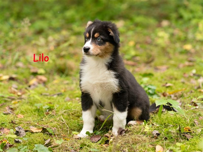 Zuckersüße Australian Shepherd Welpen