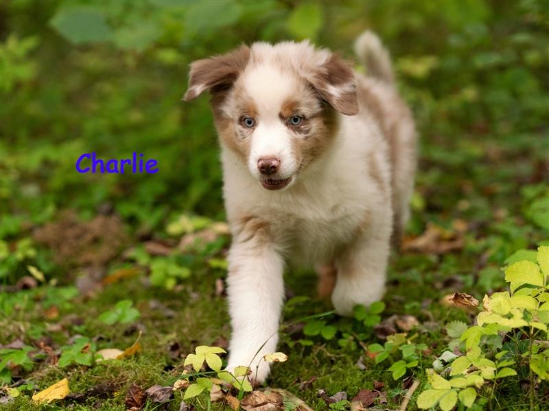 Zuckersüße Australian Shepherd Welpen