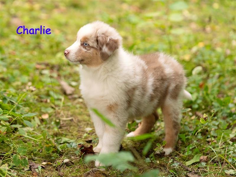 Zuckersüße Australian Shepherd Welpen