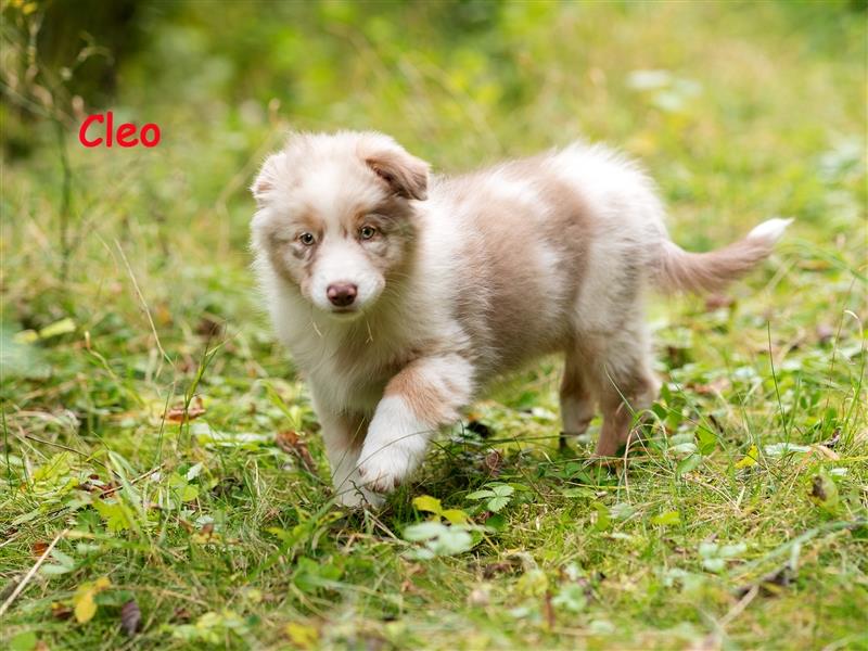 Zuckersüße Australian Shepherd Welpen